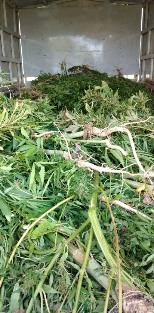 ضبط ٣٠٠ كغم من مادة الماريجوانا المخدرة بمداهمة مزرعة غرب البلقاء... صور