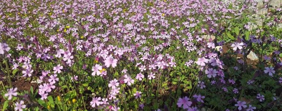 أجواء ربيعية معتدلة اليوم في أغلب المناطق