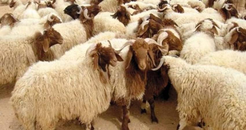 الزراعة توضح حقيقة نفوق أغنام معدة للتصدير