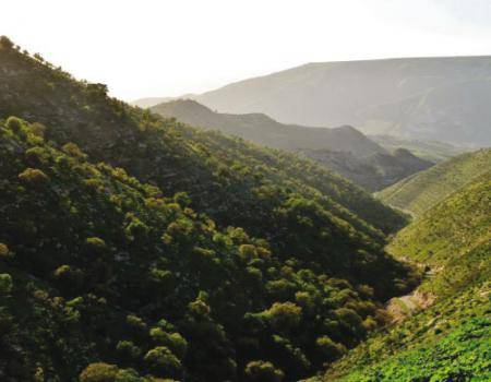 الزراعة: إطلاق اسم الشهيد قيس العودات على إحدى غابات بني كنانة