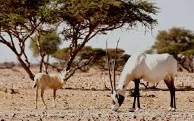 البيئة الأردنية تحوِّل 3 من مساحة المملكة إلى محميات