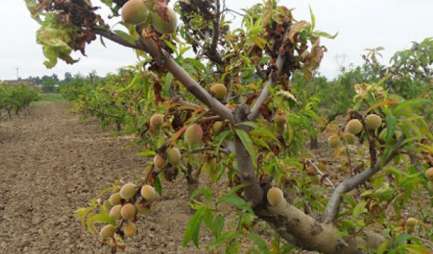 عاجل : الزراعة تحذر الأردنيين من شراء فاكهة لم تنضج في الأسواق