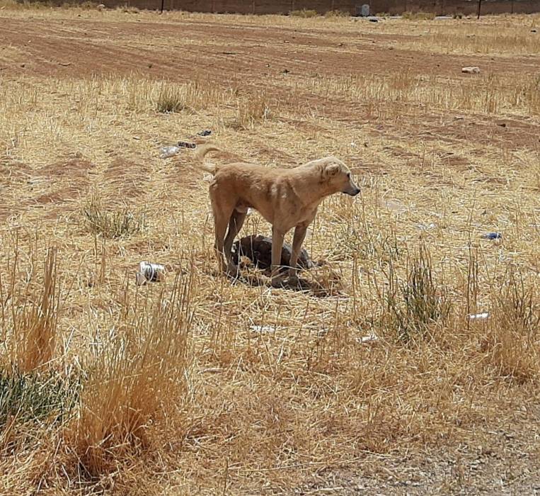 اهالي الموقر يشكون انتشار كلاب ضالة ومطالب بمكافحتها من قبل البلدية