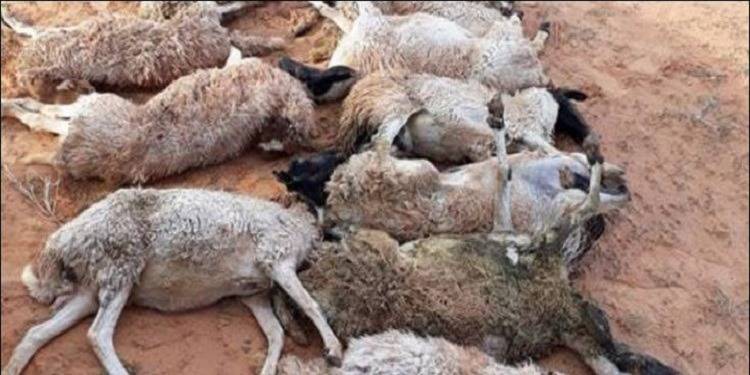 انقلاب تريلا تحمل أغنام على شارع المئة ونفوق 30 رأس