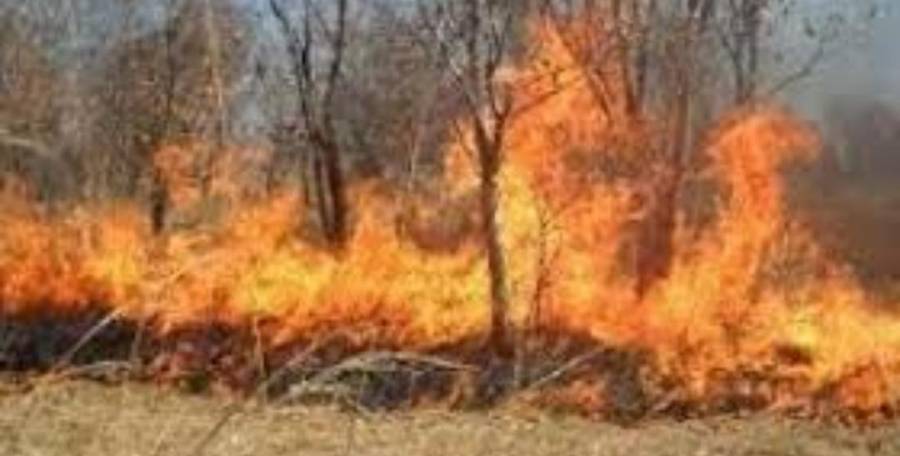 الدفاع المدني يتعامل مع عدد من حرائق  الأعشاب الجافة والأشجار الحرجية والمثمرة