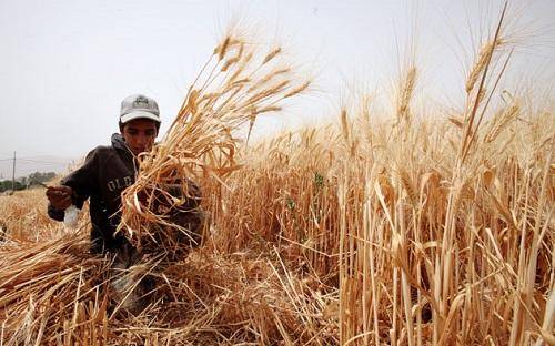 أبوبكر : 9 ملايين دونم مساحة الاراضي الصالحة للزراعة