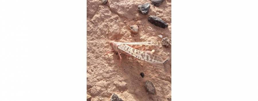 الجراد الصحراوي يصل الرويشد