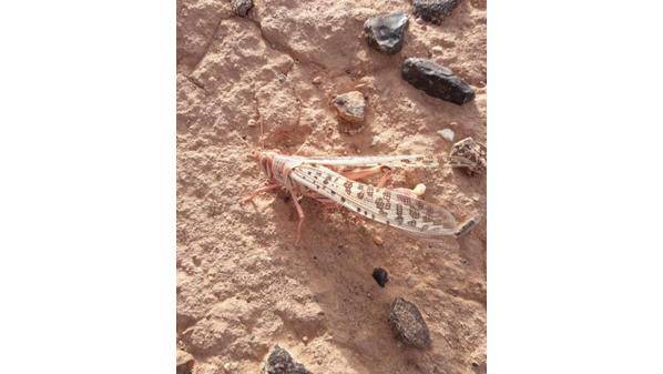 الجراد الصحراوي يصل الرويشد