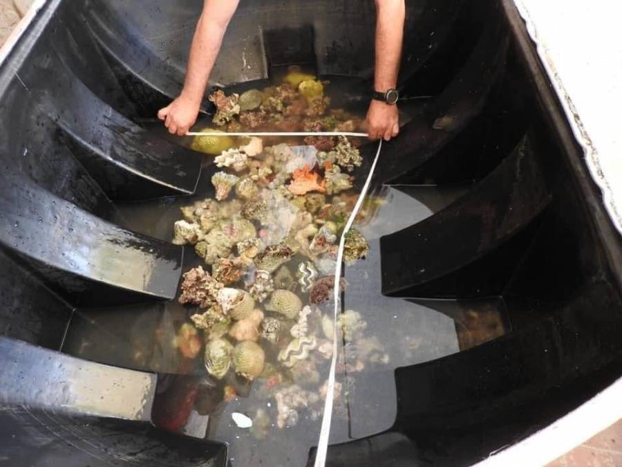 العقبة :ضبط 90 قطعة مرجان بحوزة مواطن على معبر وادي عربه