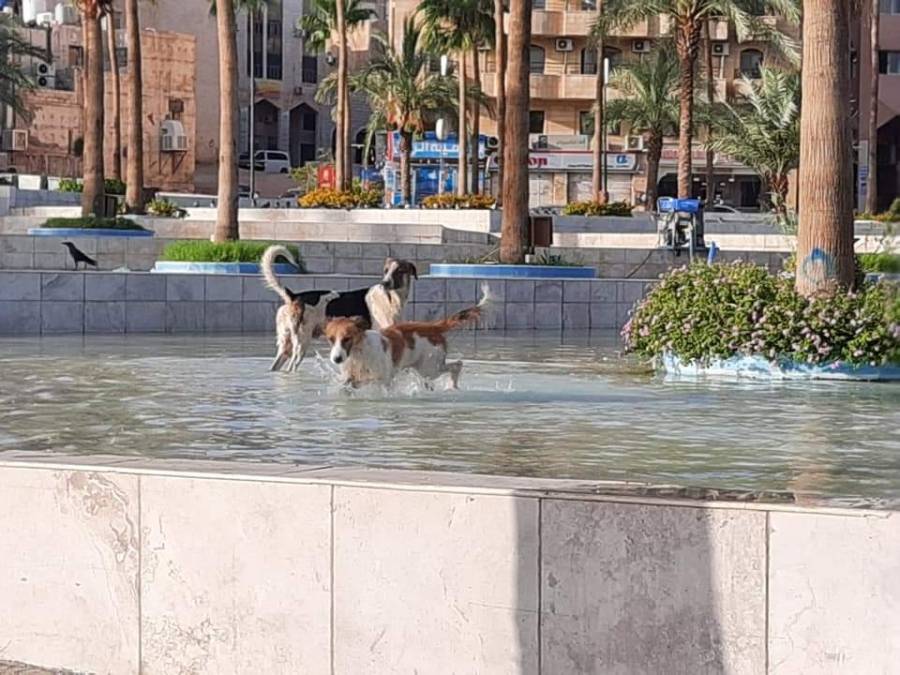 إصابة طفل إثر سقوطه هربا من مهاجمة الكلاب الضالة في العقبة