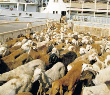 العقبة: تفريغ 157 الف رأس من الأغنام والعجول