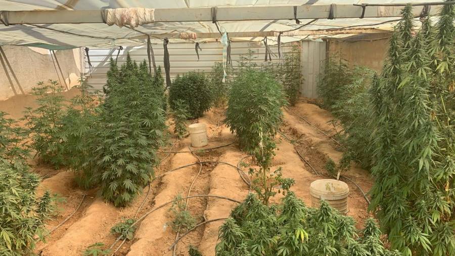 القبض على شخص قام بزراعة اشتال من مادة الماريجوانا في البادية الوسطى...صور