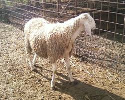 المفرق: تصدير 250 الف رأس غنم للأسواق الخليجية منذ بداية العام