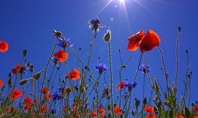 الاثنين: طقس حار نسبياً .. ورياح مثيرة للغبار