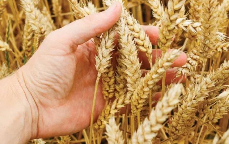 الكرك: توقع إنتاج 14 الف طن من المحاصيل الحقلية