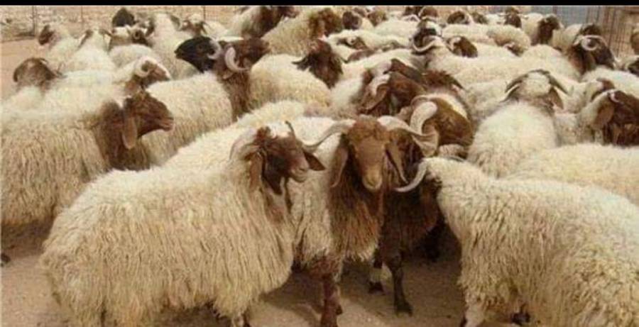 تحصين الماشية في البادية الشمالية الشرقية