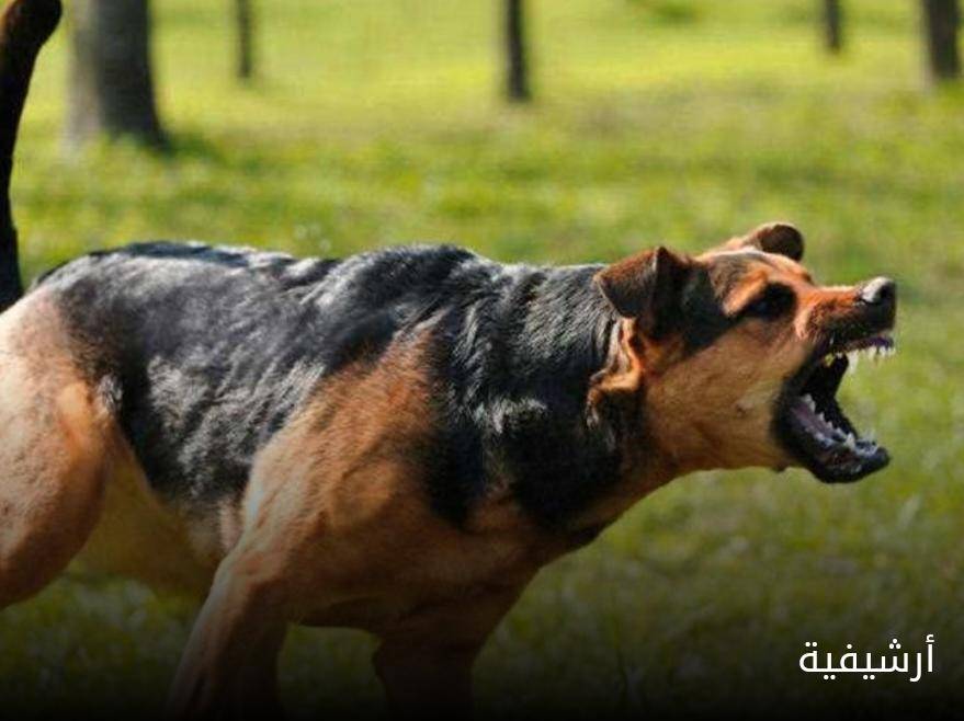 10 دنانير لكل من يصطاد كلبا في العقبة