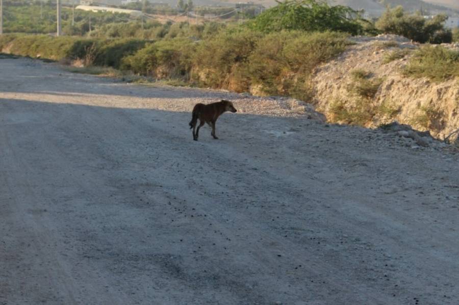 قرار منح 10 دنانير لكل من يلتقط كلبا ضالا في العقبة .. سخرية يقابلها انتقاد
