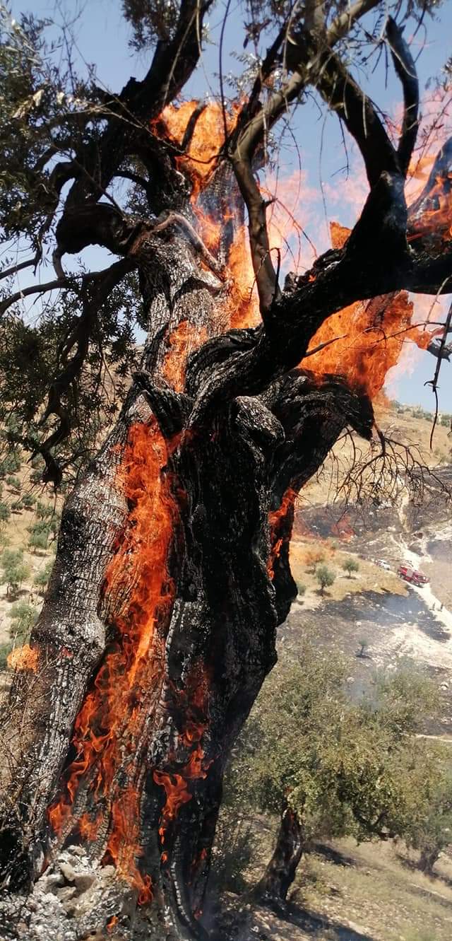 اشجار زيتون معمرة تلتهمها نيران مجهولة المصدر بفعل فاعل في عجلون ...صور