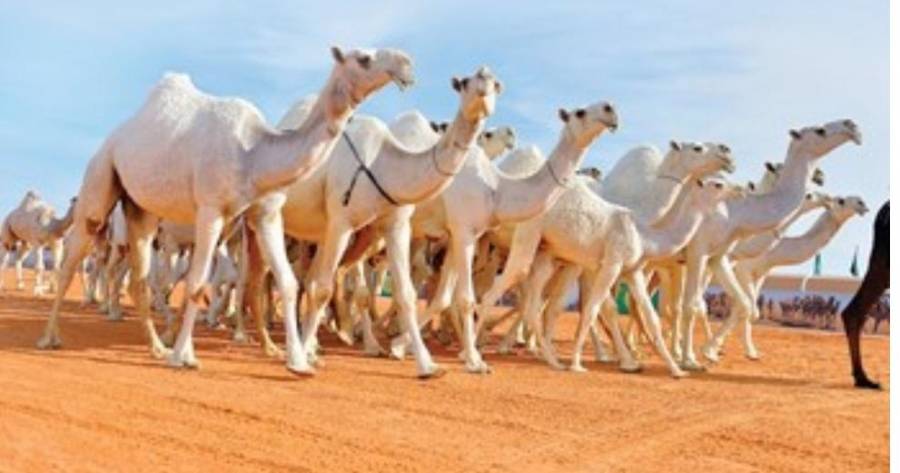 دراسة لجدوى مشروع بسترة حليب الإبل في المفرق