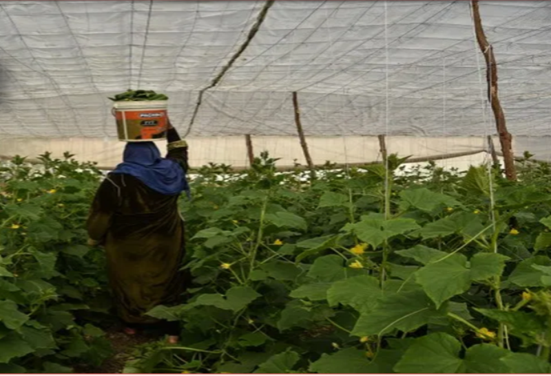 2587 امرأة حصلن على قروض زراعية