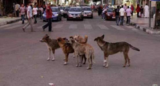 الكلاب الضالة تهاجم اطفال و اصحاب محلات تجارية في العقبة .. تفاصيل