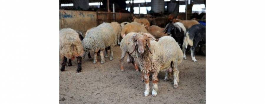الزراعة: 450 ألف رأس من الاغنام مستوفية لشروط الأضحية