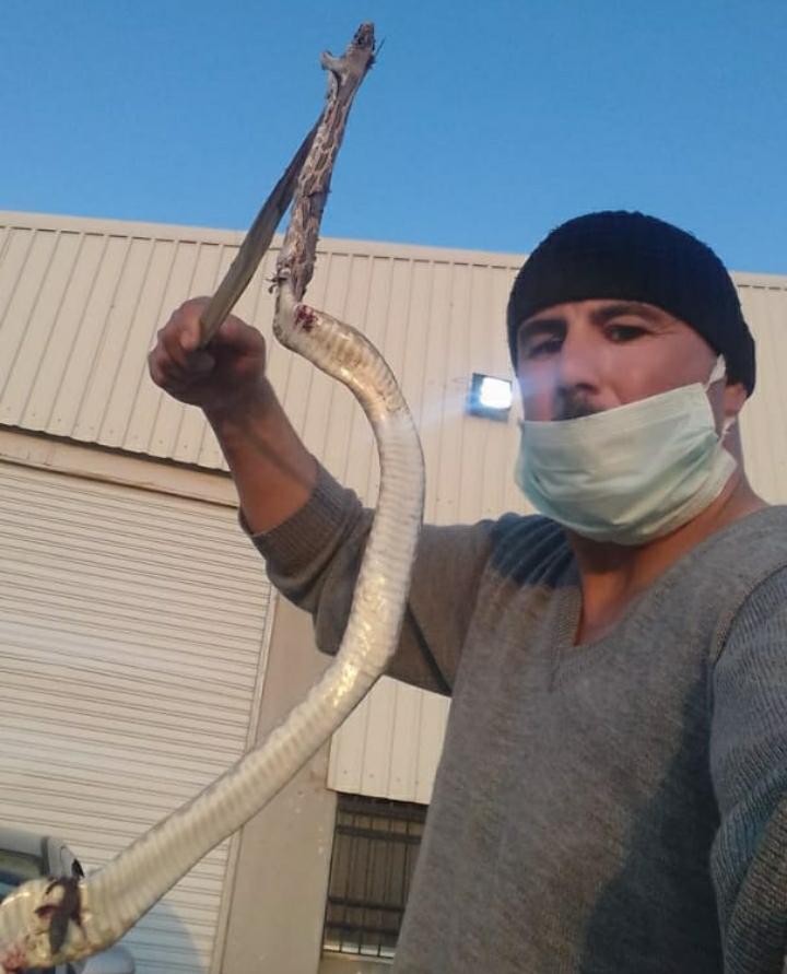 مواطن  يقدم على قتل افعى سامة في المفرق ...صور