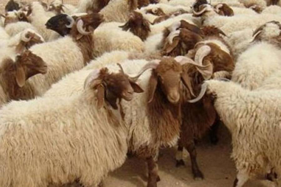 180 الى 220 دينارا سعر الاضاحي البلدية