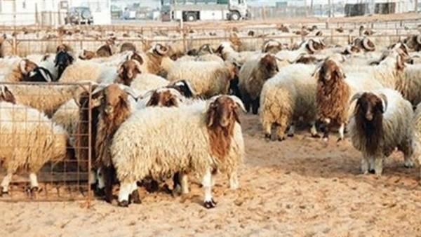 اعلان صادر عن بلدية السلط بإجراءات بيع وذبح الأضاحي