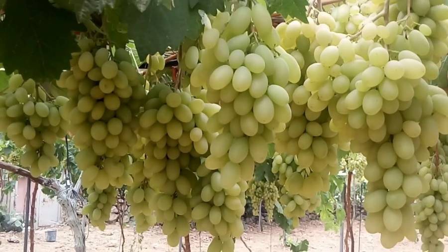 جرش .. الحرارة تتسبب بتضرر الثمار الموسمية وتلحق خسائر بالمزارعين