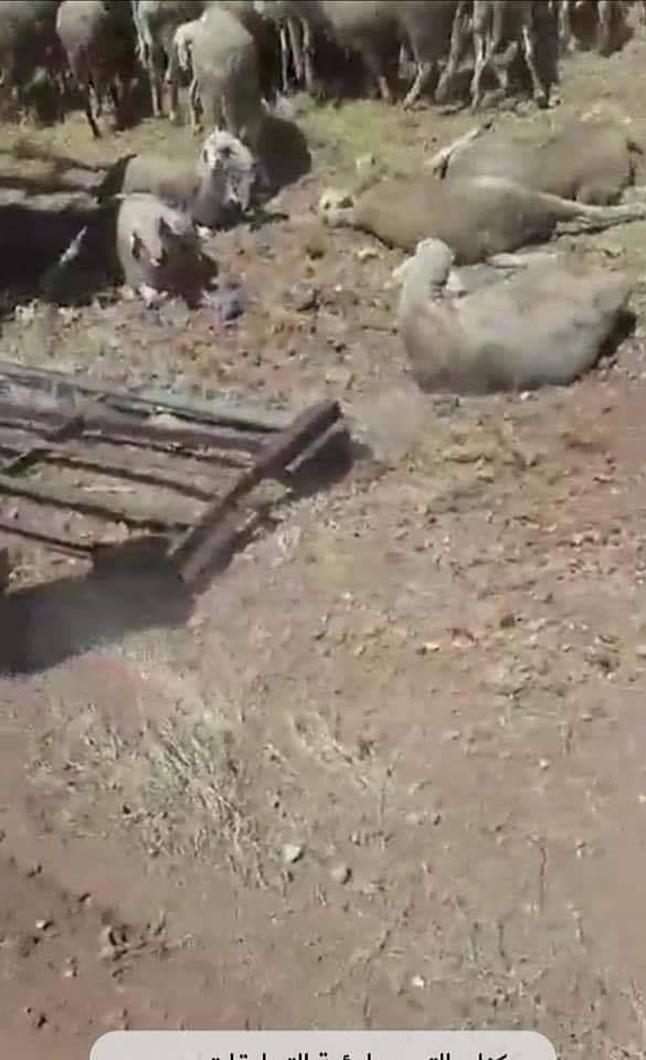 نفوق عدد من الأغنام بعد تدهور شاحنة على طريق المفرق جرش ... صور.