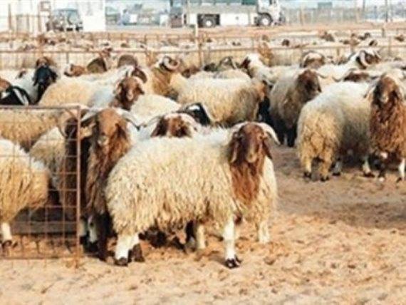 تعميم شروط أماكن بيع الأضاحي