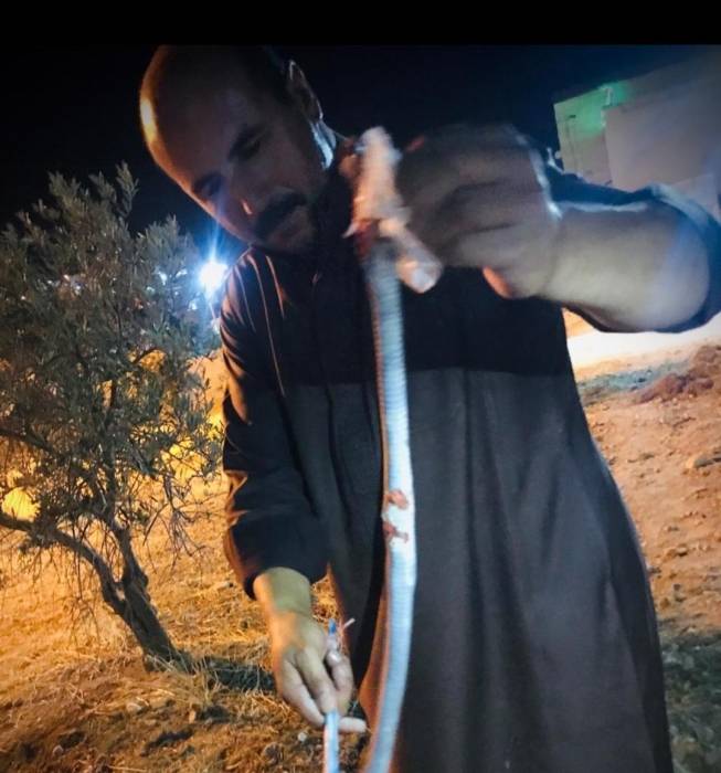 المفرق : مواطنو حيان يناشدون البلدية بشأن انتشار الأفاعي...صور