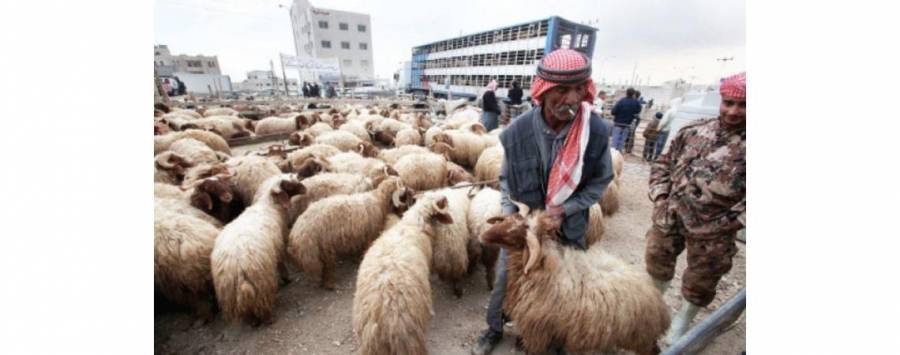 بلدية الزرقاء تحدد 5 مواقع لبيع و ذبح الأضاحي
