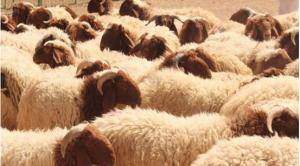 جرش .. مواطنون يشتكون روائح بيع الاضاحي