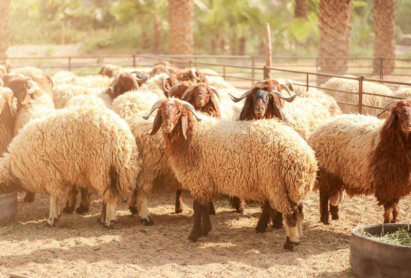 الأمانة: لن نسمح ببيع الأضاحي بلا ترخيص