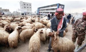 إربد: التصدير يرفع أسعار الخراف البلدية 20 