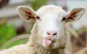 3 مراكز لبيع الأضاحي في لواء الوسطية