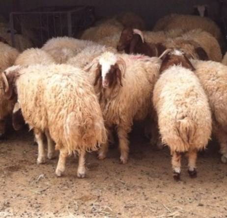 “الأمانة” تنفذ حملات تفتيش على حظائر بيع الأضاحي