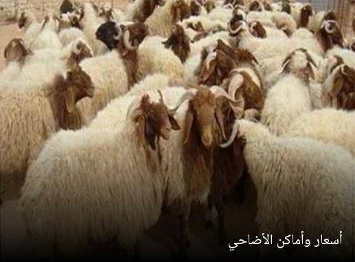 أسعار الأضاحي في 14 دولة عربية... الإمارات الأرخص  وسوريا الأغلى