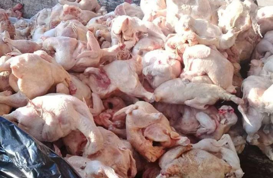 الكرك ضبط وإتلاف 40 كيلوغراما دجاج غير صالح