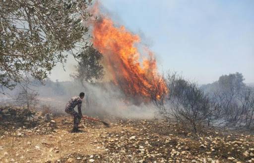 حريق بحديقة عامة في تلاع العلي