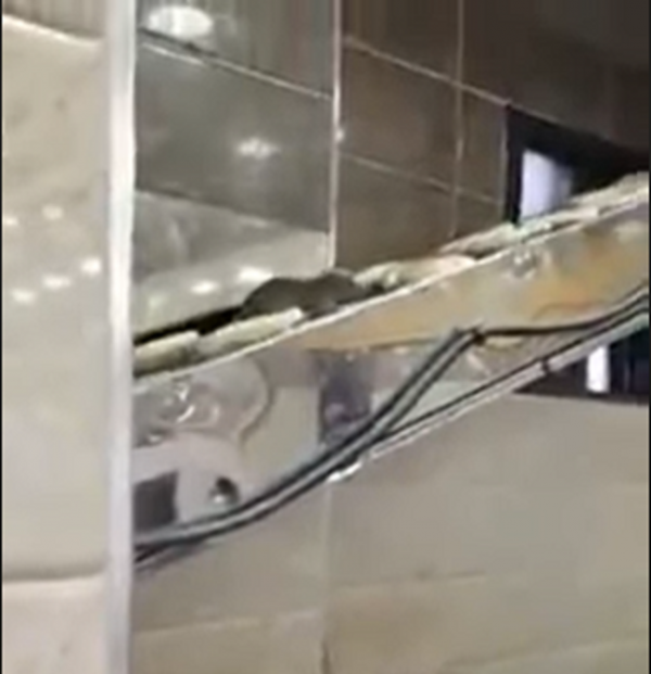 نقيب أصحاب المخابز يُعلق على حادثة ظهور فأر في مخبز