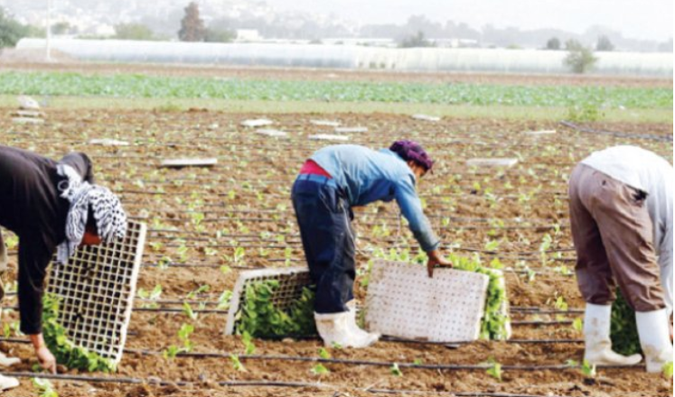 مسودة نظام للعاملين في الزراعة