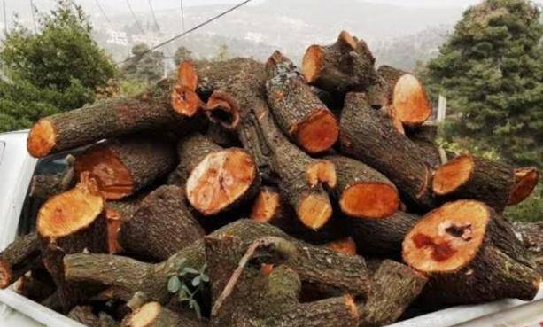 محافظ عجلون اتخاذ أقصى العقوبات بحق المعتدين على الثروة الحرجية