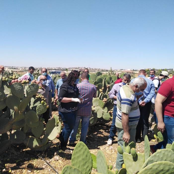 (ايكاردا) تدخل أصناف جديدة من الصبار للمزارعين