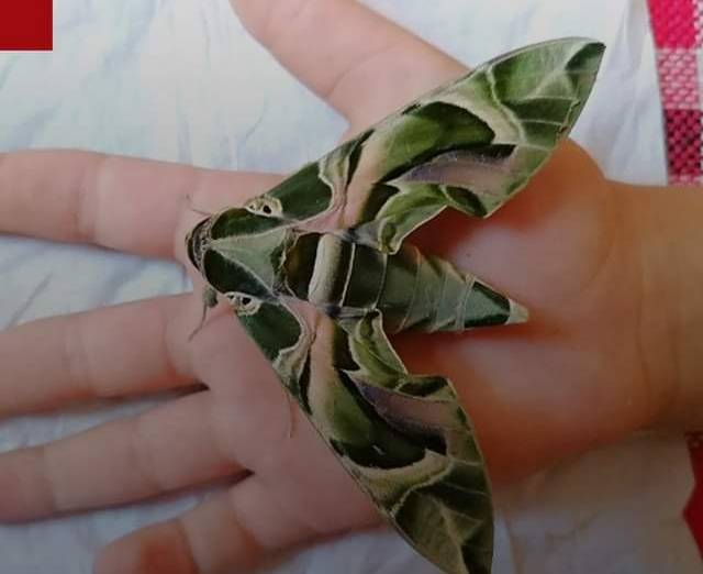 فراشة نادرة تظهر في اربد