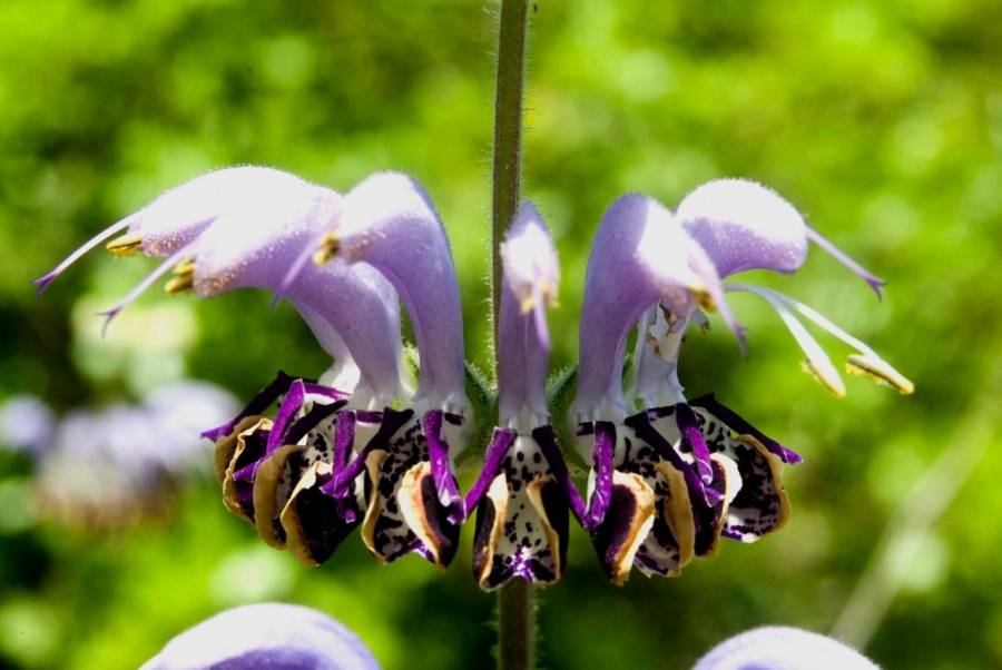 تنوع نباتي فريد في محمية عجلون...صور