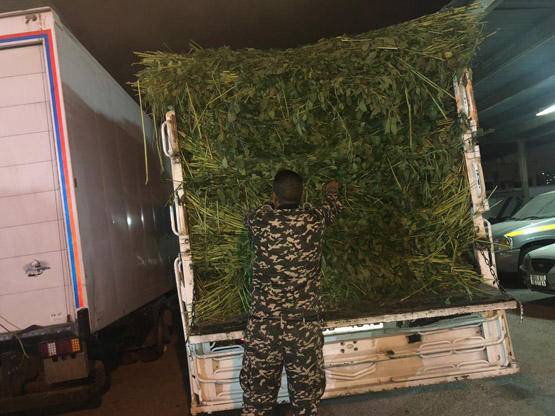 الجمارك : إحباط عملية تهريب بالملوخية... صور